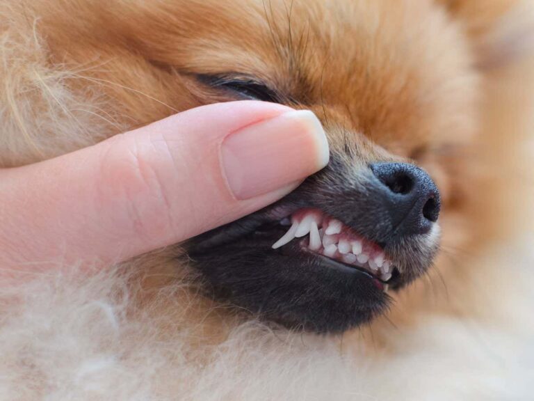 Unveiling ‘Shark Teeth’: A New Discovery in Toy Breed Dogs