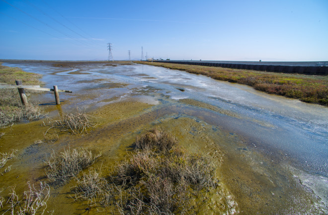 As the Earth gets warmer and sea levels rise, the environment changes. Scientists think that one good thing about this is tidal wetlands in estuaries might make less methane, a strong greenhouse gas. This happens because more seawater coming in makes it harder for microbes to make methane in these habitats. However, biologists from Lawrence Berkeley National Laboratory (Berkeley Lab) and UC Berkeley have found evidence that challenges these ideas. After studying 11 wetland areas and looking closely at the microbes, chemicals, and geology, they found that one wetland area getting a bit of seawater was releasing more methane than expected – even more than any of the freshwater areas. This discovery shows that the processes controlling how greenhouse gases are stored or released in natural landscapes are more complex and unpredictable than we thought before. The study was published in mSystems. Tringe and her team collected soil samples from the 11 sites and used high-throughput sequencing to study the DNA of different organisms like bacteria, viruses, and fungi. They examined the genes in the sequences and matched them to known functions. For example, they found genes related to nitrogen metabolism or genes from bacteria that use sulfate in respiration. Then, they created models to understand how the genetic information, along with the chemical factors in the soil and water, might be linked to the methane emissions they observed. In most areas, ranging from freshwater to full seawater salinity, the amount of methane released decreased as more saltwater mixed with river water. However, at one site restored in 2010 from a seasonal grassy pasture for livestock grazing back to its original wetland habitat, the team noticed higher methane emissions despite a moderate increase in saltwater influx. The higher sulfate content in seawater, containing sulfur and oxygen ions, compared to freshwater, led to the expectation that increased seawater influx in these environments would reduce methane production. This is because methanogens, which use CO2 for cellular energy production, are expected to be outcompeted by bacteria using sulfate instead. In both scenarios, methane production increased. Tringe's laboratory recently collaborated with Marcelo Ardón of North Carolina State University to study the microbial communities in those soils. Tringe adds, “So I think these experimental manipulations are reaffirming the idea that seawater intrusion has more nuanced effects than just sulfate addition, and there are also more intricate factors involved in ecosystem restoration.” The research was funded by the Department of Energy (DOE) Early Career Research Program award to Tringe and the DOE Joint Genome Institute.